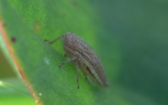 Macustus grisescens