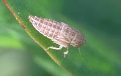 Macustus grisescens