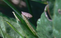 Macustus grisescens