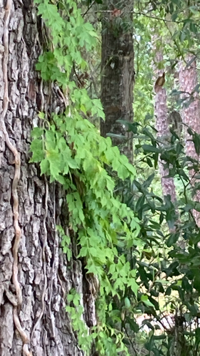American trumpet vine