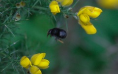 Anthophora plumipes