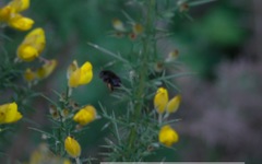 Anthophora plumipes