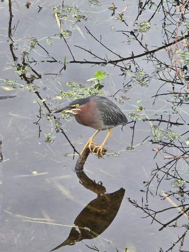 Green Heron