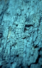 Hemidactylus craspedotus