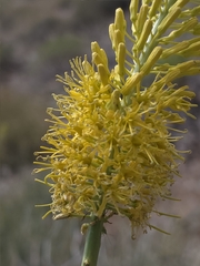 Stanleya elata, photograph (c) Cristhian Mace, some rights reserved (CC BY)