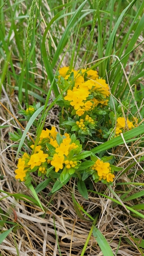 hoary puccoon