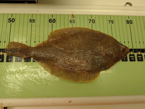 Butter sole (Isopsetta isolepis) — Pleuronectidae