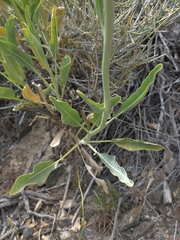 Stanleya elata, photograph (c) Cristhian Mace, some rights reserved (CC BY)