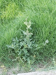 Urospermum picroides