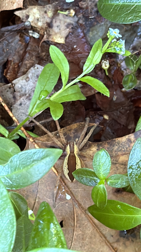 American Nursery Web Spider