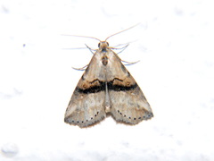 Zebeeba falsalis