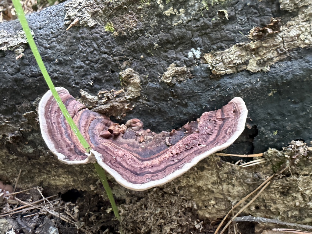 Nigroporus vinosus · May 2026 · photo: Photo: (c) Brandon Johnson, some rights reserved (CC BY) · iNaturalist