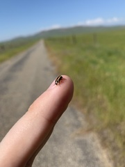 Paranaemia vittigera