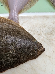 Psettichthys melanostictus