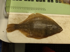 Psettichthys melanostictus