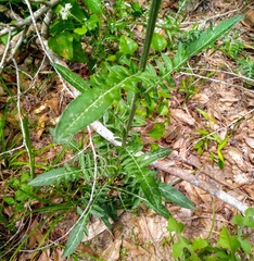 Hymenopappus artemisiifolius