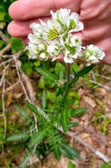 Hymenopappus artemisiifolius