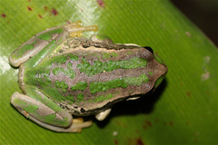 Gastrotheca cuencana