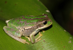 Gastrotheca cuencana