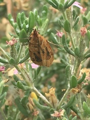 Lipographis umbrella