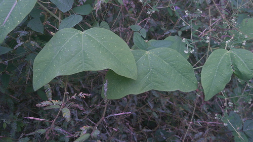 Passiflora punctata, photograph 1