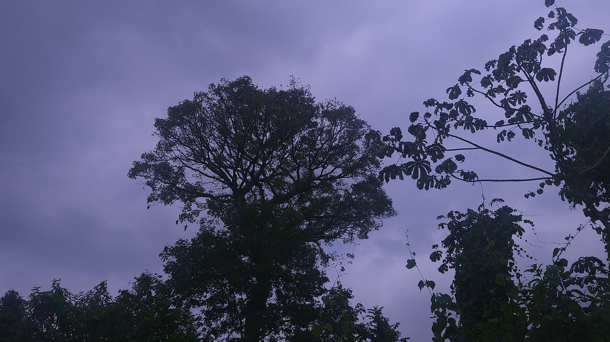 Ceiba trischistandra (A.Gray) Bakh.
