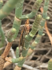 Lipographis umbrella