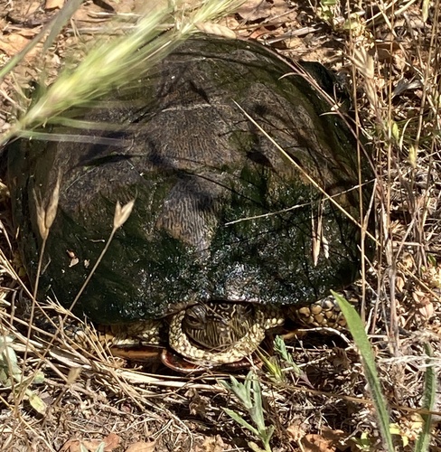 Northwestern Pond Turtle