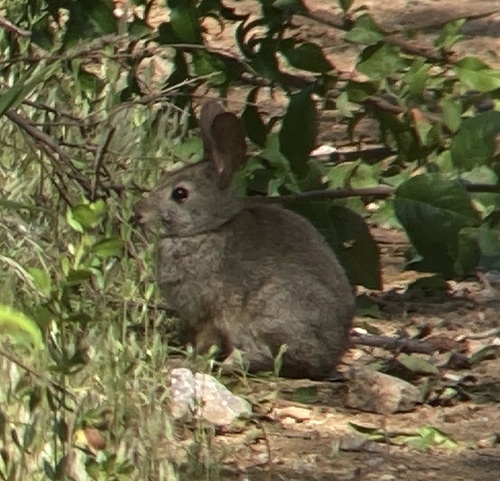 Brush Rabbit observed by serpophaga