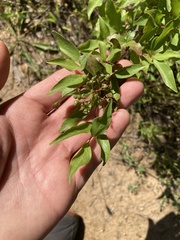 Cornus glabrata, photograph (c) Adam J. Searcy, some rights reserved (CC BY)