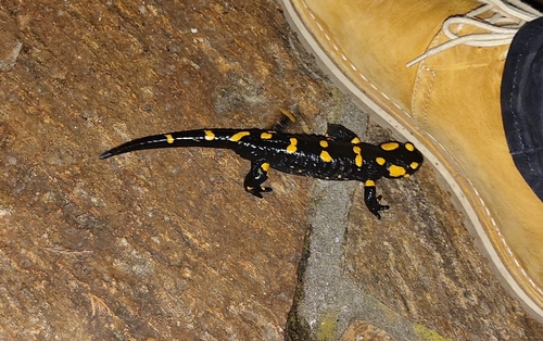 Fire Salamander