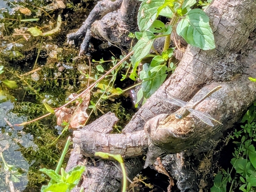 Western Clubtail