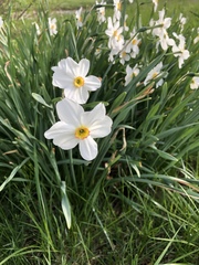 Narcissus poeticus