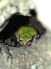 Hyla japonica