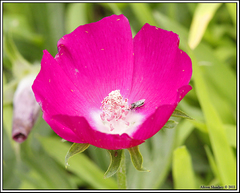 Callirhoe involucrata