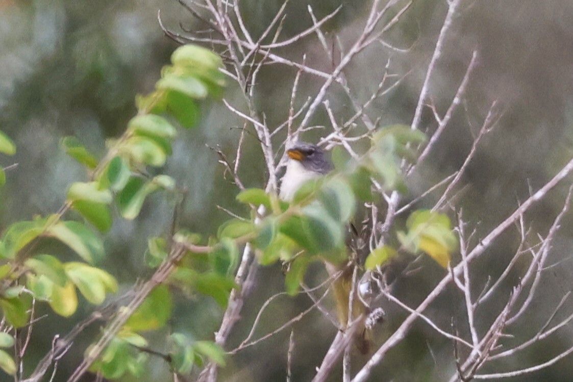 Serra Finch (Embernagra longicauda), photo 1