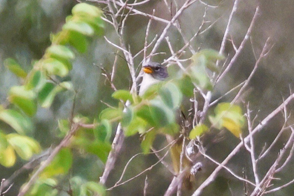 Serra Finch (Embernagra longicauda), photo 2