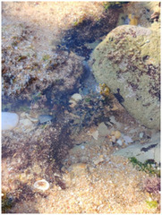 Ericaria selaginoides