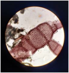 Ericaria selaginoides