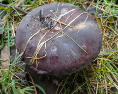 Russula purpureoflava