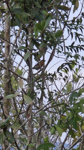 Cinnamon Tanager
