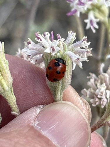 Satellite Lady Beetle (Coccinella difficilis), a species recorded in Nevada