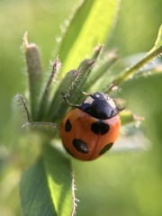 Coccinella septempunctata