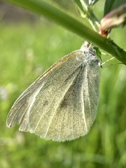 Pieris rapae