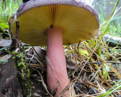 Russula purpureoflava