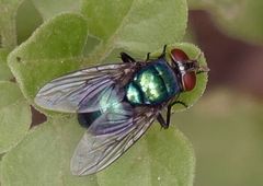 Lucilia eximia