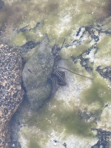Thinstripe Hermit Crab