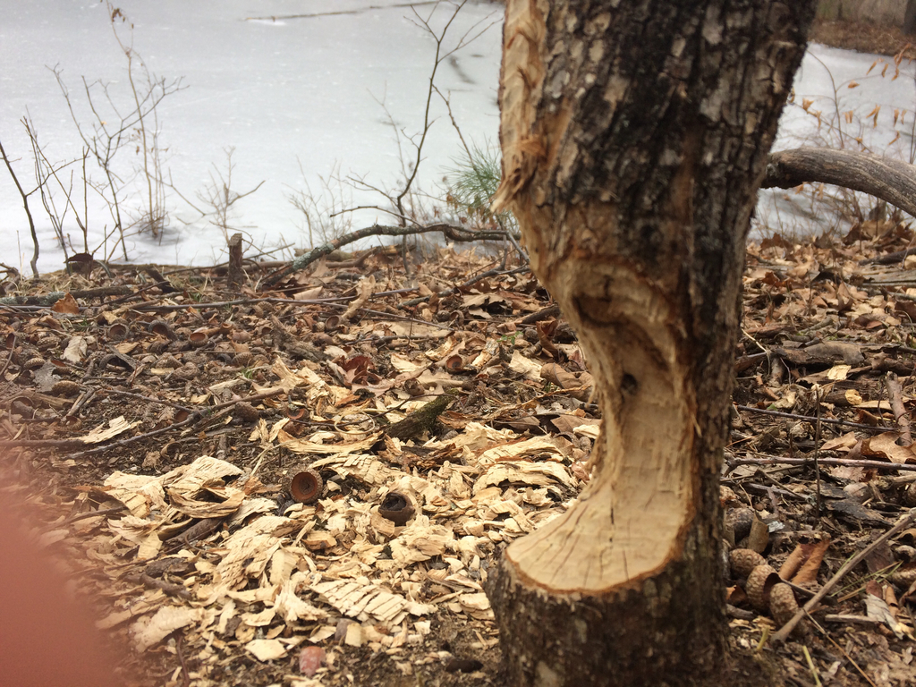 American Beaver from 01002, Amherst, MA, US on March 24, 2017 at 10:54 ...