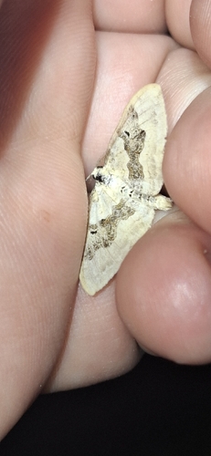 Silver-ground Carpet