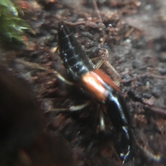 Homaeotarsus